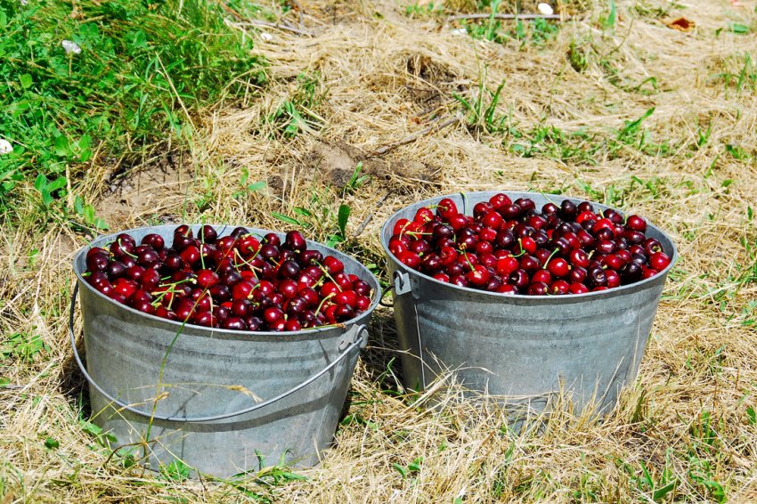 Урожай черешні Улюблениця Астахова