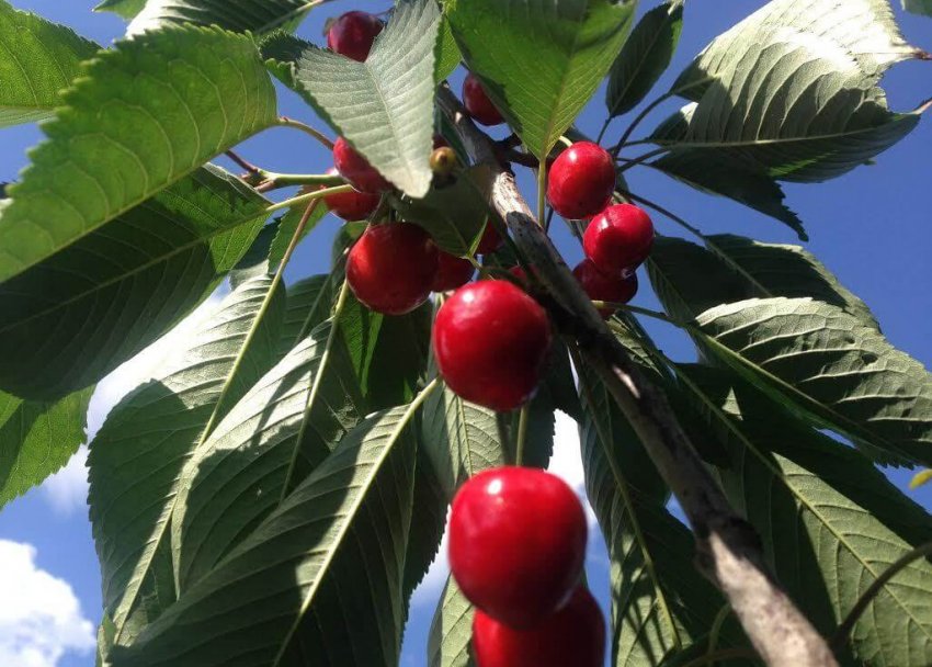 Колоновидна черешня