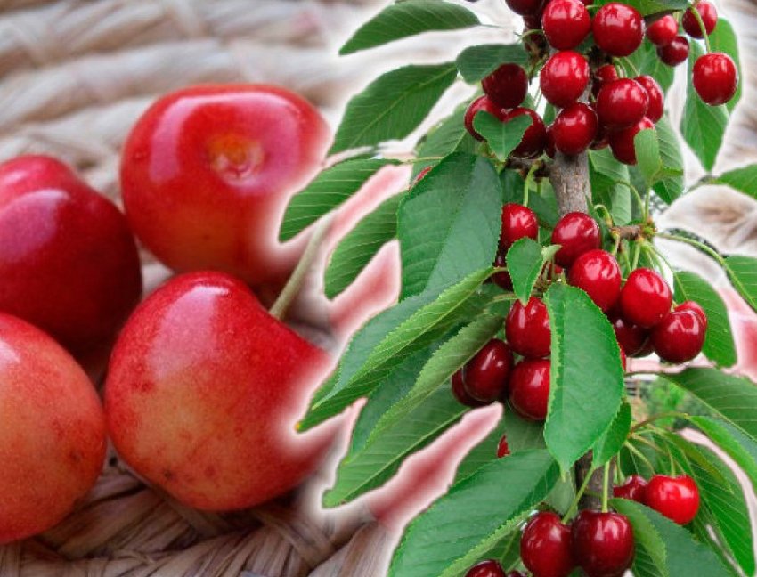 Колоновидна черешня Хелена