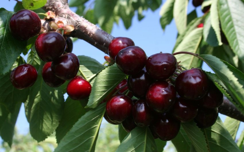 Черешня колоновидна Чорна