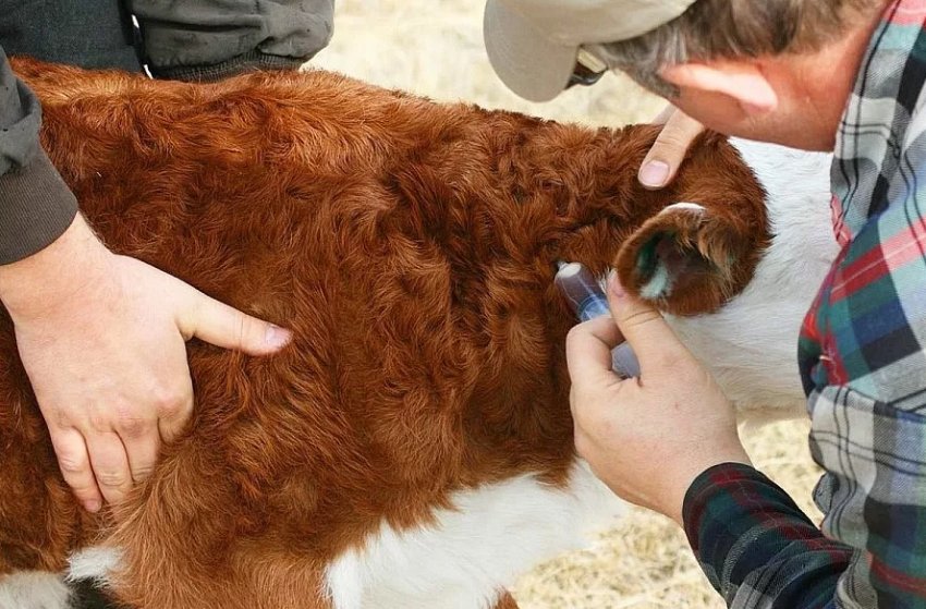 Лікувальну суміш вводять у ділянку трахеї