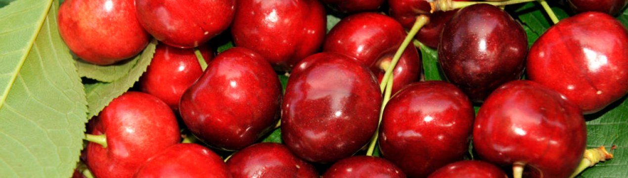 Особливості посадки і догляду за черешнею Василина