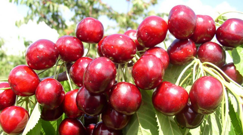 Колоновидна черешня Сільвія