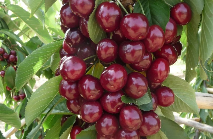 Колоновидна черешня Малютка