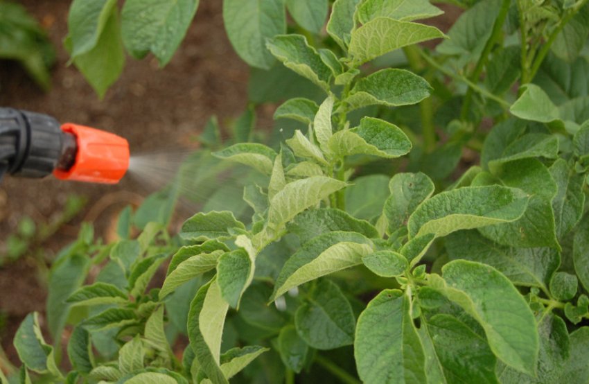 Обприскування картоплі