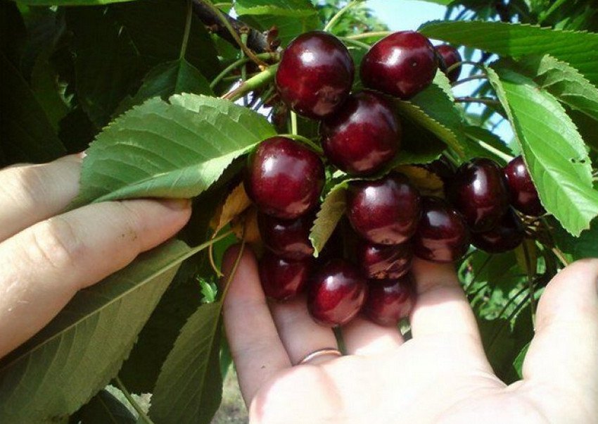 Колоновидна черешня Захват
