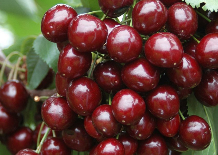 Черешня колоновидна Квін Мері