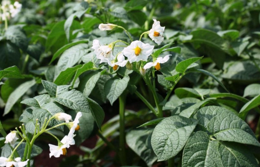 Вирощування картоплі