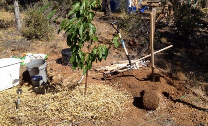 Місце для посадки саджанці черешні Місце для посадки саджанці черешні