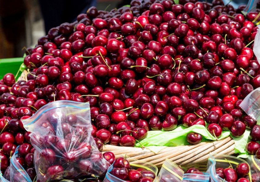 Черешня Ревна