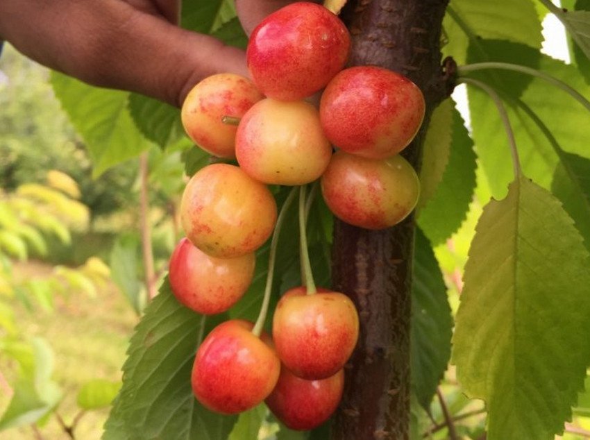 Колоновидна черешня Сабріна