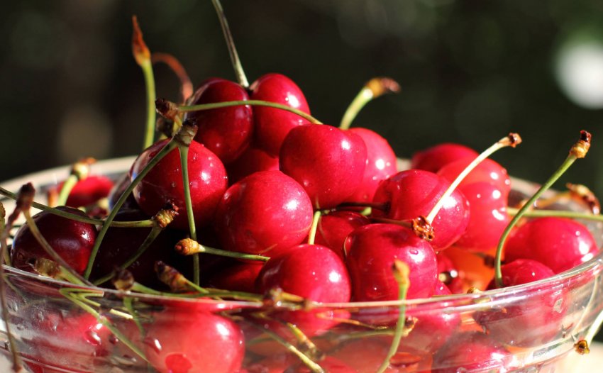 Урожай черешні Василина Урожай черешні Василина