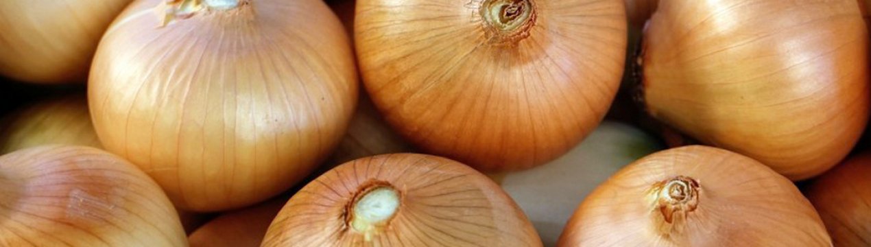 Цибулю сорту Золотистий Семко: опис і особливості вирощування