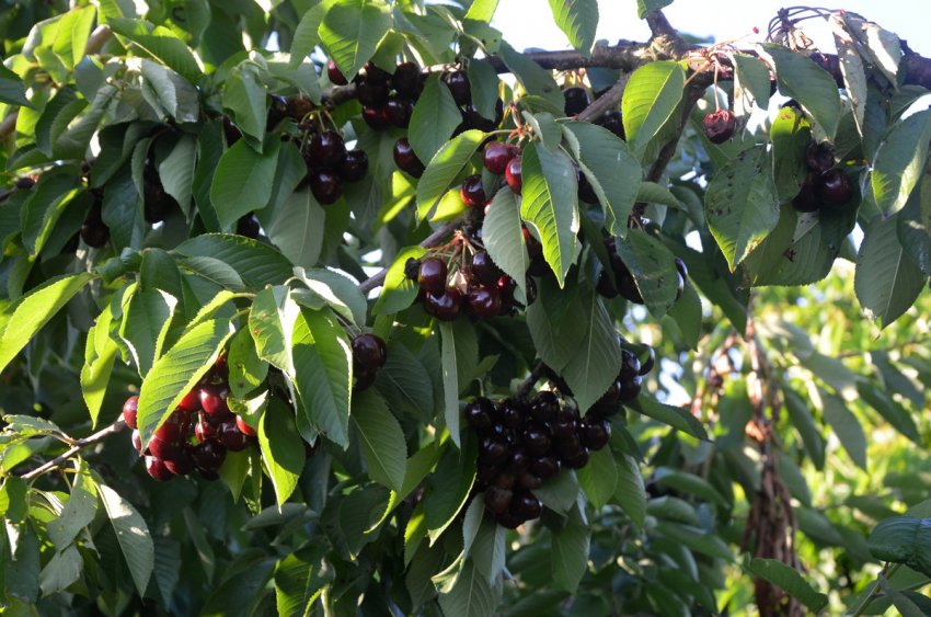 Черешня Ленінградська чорна Черешня Ленінградська чорна