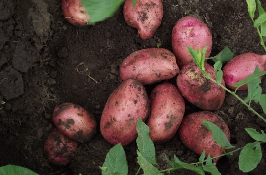 Картопля Любава