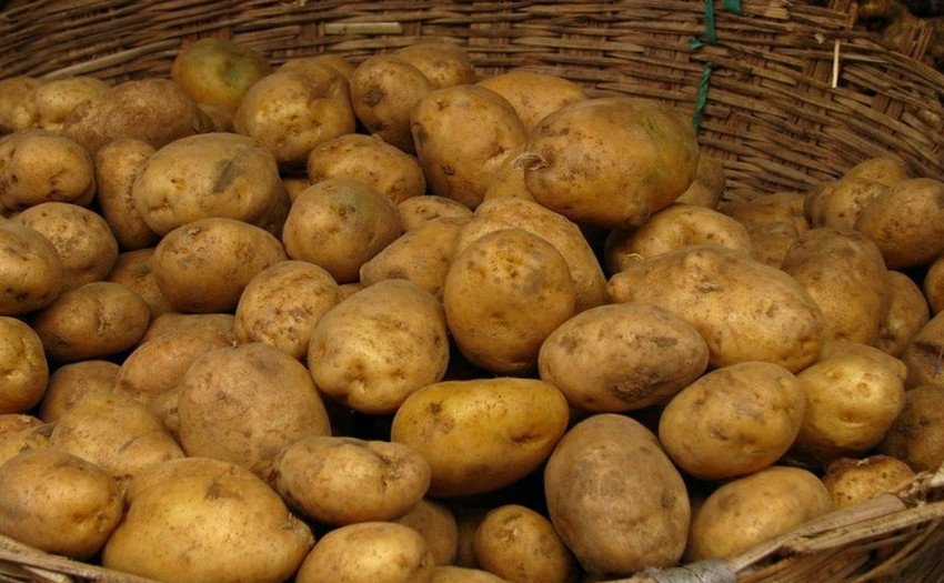 Картопля Адретта