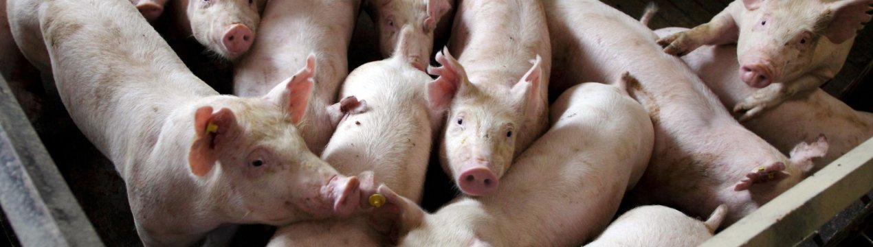 У Китаї сповільнюється свиняча лихоманка?