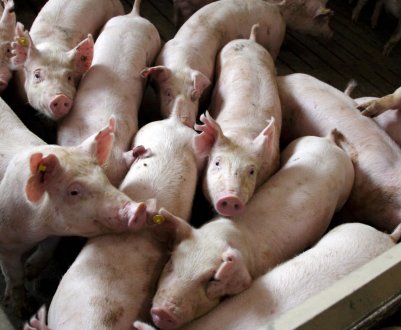 У Китаї сповільнюється свиняча лихоманка?