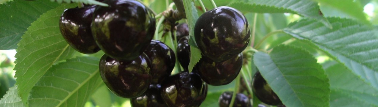 Особливості посадки і догляду за черешнею Ленінградська чорна