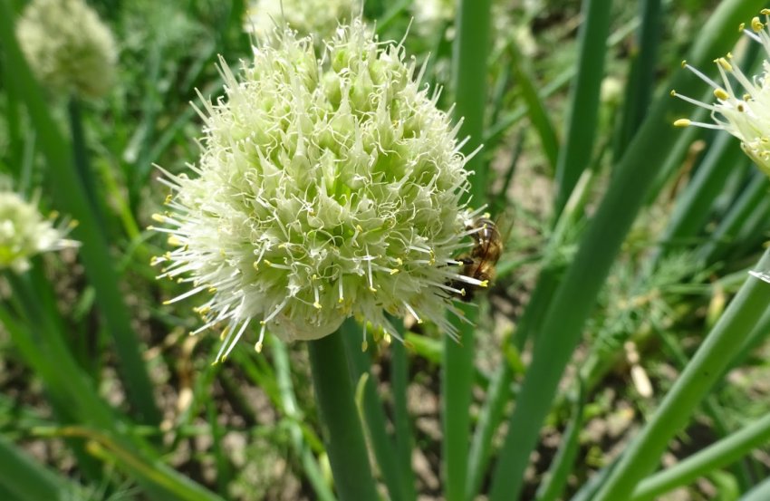 Цвітіння лука Золотистий Семко