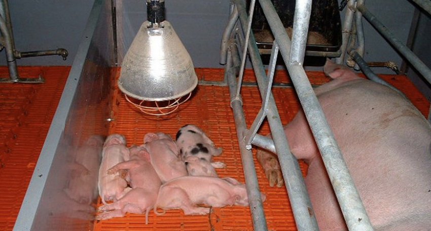 Догляд за поросятами Догляд за поросятами