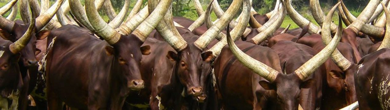 В Індонезії спалах вірусної діареї великої рогатої худоби