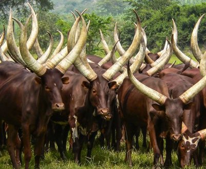 В Індонезії спалах вірусної діареї великої рогатої худоби