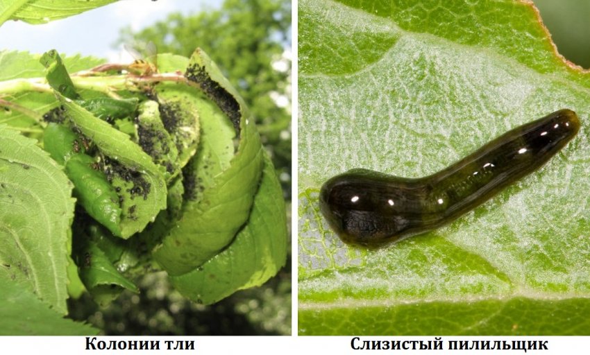 Шкідники черешні Шкідники черешні