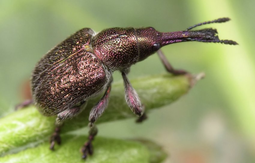 Вишневий трубковерт Вишневий трубковерт