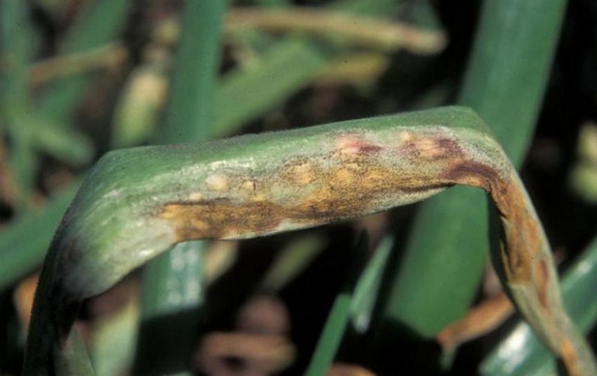 Борошниста роса на луці Борошниста роса на луці