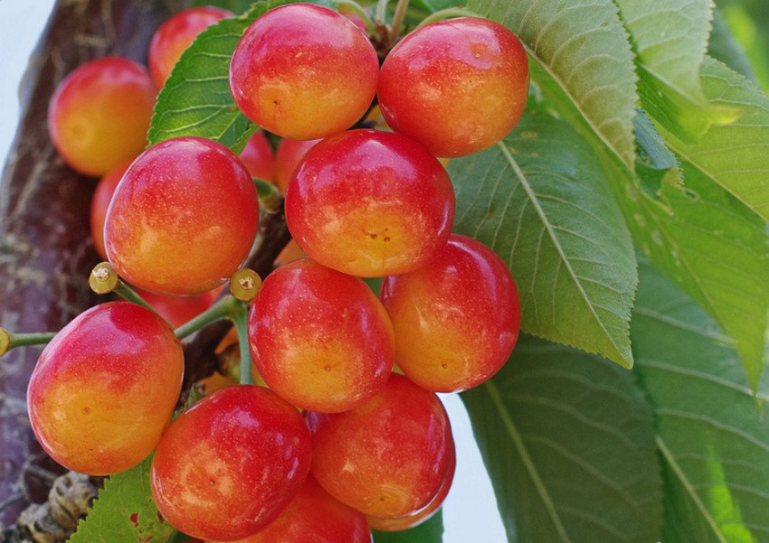 Колоновидна черешня Сем