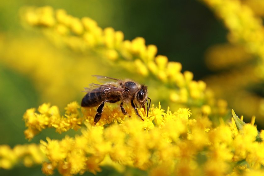 Среднерусская пчела собирает нектар