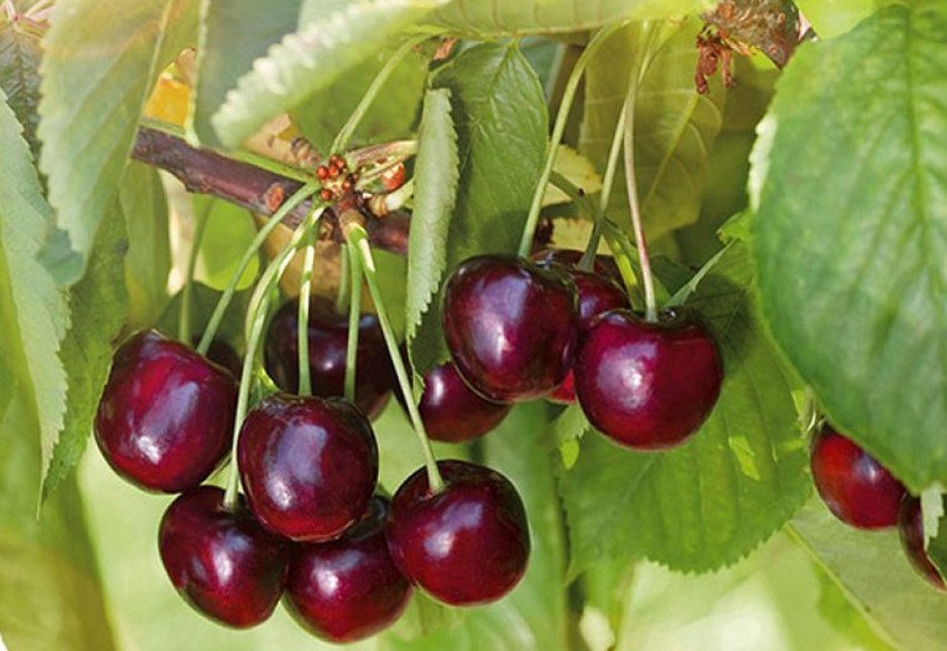 Черешня колоновидна Іпуть