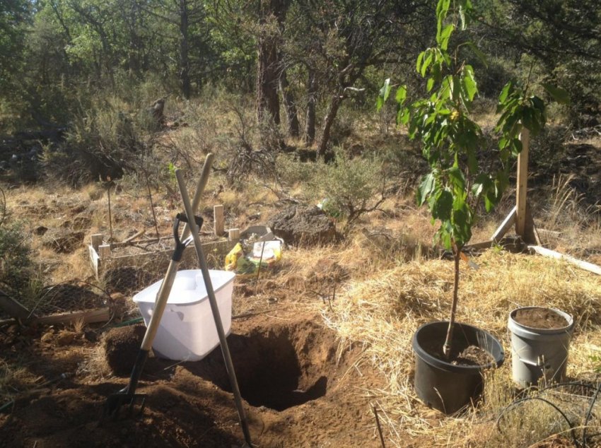 Місце під посадку черешні