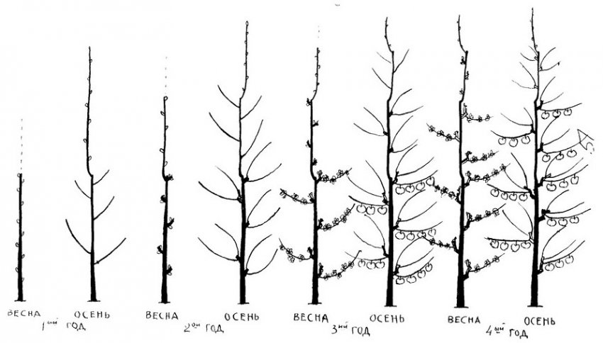 Обрізка колоновидної черешні