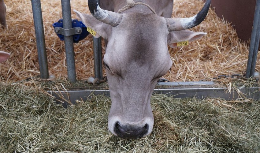 Сіно для корови Сіно для корови