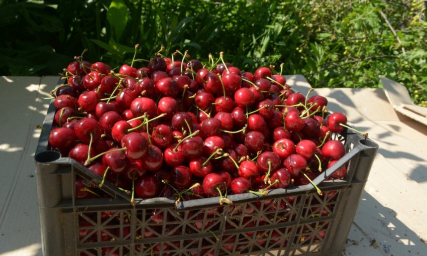 Збір врожаю черешні