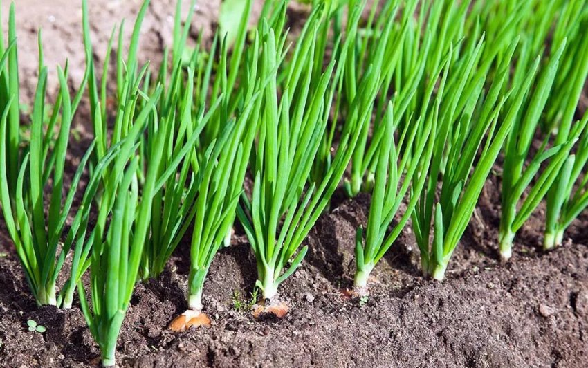Пір'я цибулі сорту Золотистий Семко