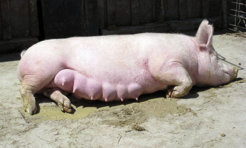 Вагітність свині Вагітність свині