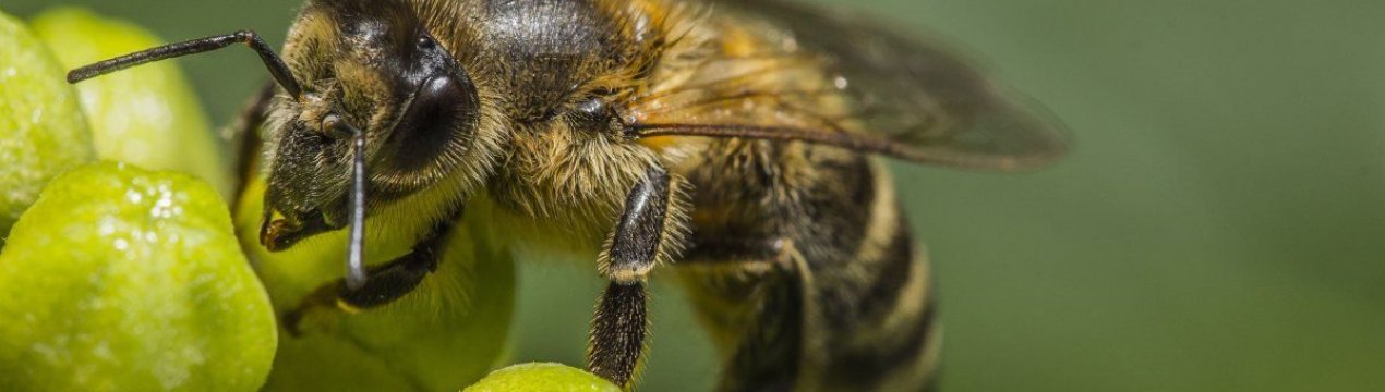 Особливості і характеристики середньоруської бджоли