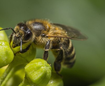 Особливості і характеристики середньоруської бджоли