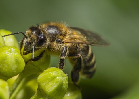 Особенности и характеристики среднерусской пчелы