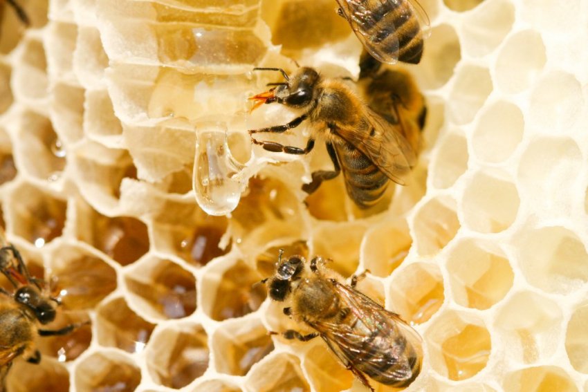 Мед среднерусских бджіл