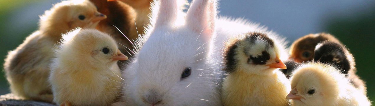 Не зійшлися характерами: тваринники Ленобласті воліють свиням кроликів