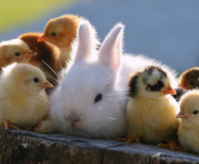 Не зійшлися характерами: тваринники Ленобласті воліють свиням кроликів