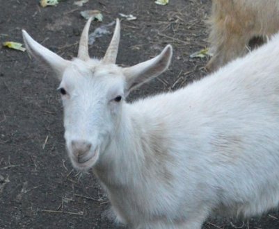 Кози зааненської породи