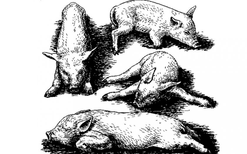 Респираторные заболевания свиней