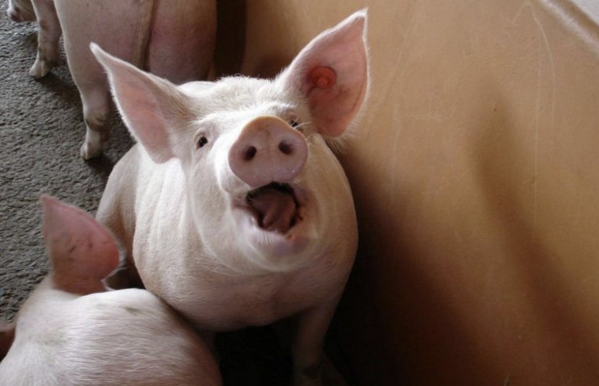 Порода свиней Крупная белая: описание и характеристика, фото и видео
