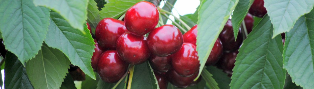 Особливості посадки і догляду за черешнею сорту Мелітопольська