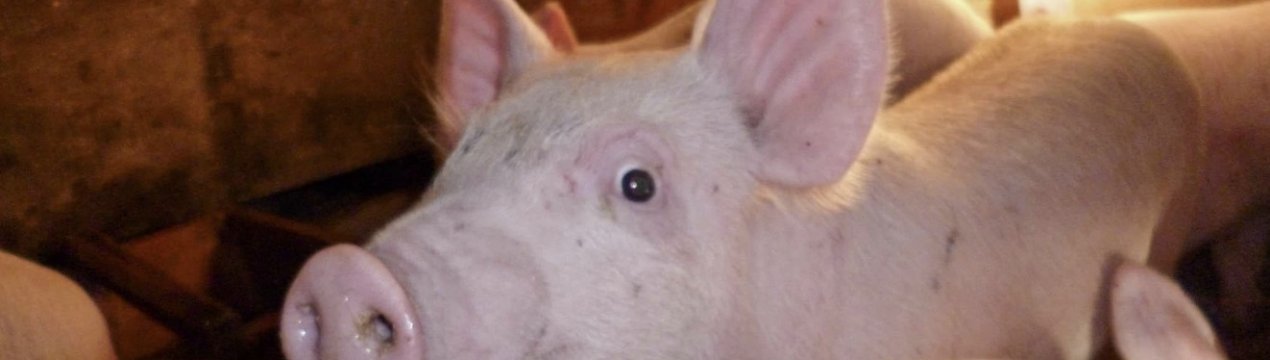 Російська біла порода свиней